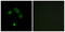 Taste 2 Receptor Member 13 antibody, GTX87215, GeneTex, Immunofluorescence image 