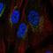 Prostaglandin-Endoperoxide Synthase 1 antibody, NBP1-85500, Novus Biologicals, Immunocytochemistry image 