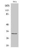 40S ribosomal protein S2 antibody, A03548S2, Boster Biological Technology, Western Blot image 