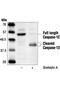 Caspase-12 antibody, 2202P, Cell Signaling Technology, Western Blot image 