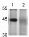 Actin Alpha 2, Smooth Muscle antibody, TA354494, Origene, Western Blot image 