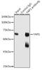 Yes Associated Protein 1 antibody, GTX64337, GeneTex, Immunoprecipitation image 