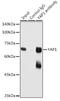 YAP1 antibody, GTX64337, GeneTex, Immunoprecipitation image 