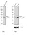 Apolipoprotein E antibody, 701241, Invitrogen Antibodies, Western Blot image 