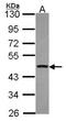 Protein AF-17 antibody, NBP2-17307, Novus Biologicals, Western Blot image 