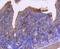 Actin Alpha 2, Smooth Muscle antibody, 13-917, ProSci, Immunohistochemistry paraffin image 