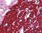 Toll Interacting Protein antibody, orb87379, Biorbyt, Immunohistochemistry paraffin image 