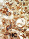 Mitogen-Activated Protein Kinase 12 antibody, 62-739, ProSci, Immunofluorescence image 