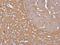 G Protein Subunit Alpha Z antibody, NBP1-31604, Novus Biologicals, Immunohistochemistry paraffin image 