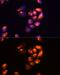 Hepatitis A Virus Cellular Receptor 2 antibody, GTX65883, GeneTex, Immunofluorescence image 