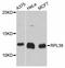 Ribosomal Protein L38 antibody, LS-C747249, Lifespan Biosciences, Western Blot image 