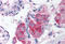 Cell Death Inducing DFFA Like Effector A antibody, MBS240969, MyBioSource, Immunohistochemistry frozen image 