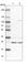 Heme Oxygenase 2 antibody, HPA040611, Atlas Antibodies, Western Blot image 