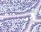 Tight junction protein ZO-3 antibody, orb97098, Biorbyt, Immunohistochemistry paraffin image 