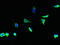 Tissue Specific Transplantation Antigen P35B antibody, CSB-PA00935A0Rb, Cusabio, Immunofluorescence image 