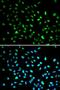 DNA Damage Inducible Transcript 3 antibody, LS-B12888, Lifespan Biosciences, Immunofluorescence image 