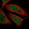 Teneurin Transmembrane Protein 3 antibody, HPA047043, Atlas Antibodies, Immunocytochemistry image 