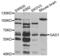 Glutamate Decarboxylase 1 antibody, abx002144, Abbexa, Western Blot image 