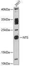 Neurotensin antibody, 14-226, ProSci, Western Blot image 
