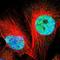 GLI Family Zinc Finger 3 antibody, NBP1-89275, Novus Biologicals, Immunocytochemistry image 