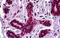 Stromal Antigen 1 antibody, MBS246401, MyBioSource, Immunohistochemistry frozen image 
