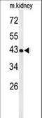 UBX Domain Protein 6 antibody, LS-C160406, Lifespan Biosciences, Western Blot image 