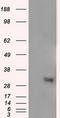 Nitrilase Family Member 2 antibody, TA501097S, Origene, Western Blot image 