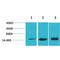 Microtubule Associated Protein 1 Light Chain 3 Beta antibody, LS-C387790, Lifespan Biosciences, Western Blot image 