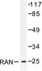 RAN, Member RAS Oncogene Family antibody, LS-C176192, Lifespan Biosciences, Western Blot image 
