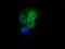 PAS Domain Containing Serine/Threonine Kinase antibody, LS-C114950, Lifespan Biosciences, Immunofluorescence image 