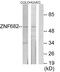 Zinc Finger Protein 682 antibody, PA5-38562, Invitrogen Antibodies, Western Blot image 