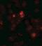Succinate Dehydrogenase Complex Assembly Factor 1 antibody, NBP2-41176, Novus Biologicals, Immunocytochemistry image 