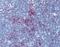 SUMO Specific Peptidase 1 antibody, orb88882, Biorbyt, Immunohistochemistry paraffin image 