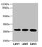 KH Domain Containing 1 antibody, MBS7000317, MyBioSource, Western Blot image 