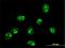 Fibrillarin antibody, H00002091-M01, Novus Biologicals, Immunofluorescence image 