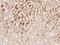 Alpha-1-Microglobulin/Bikunin Precursor antibody, GTX02100, GeneTex, Immunohistochemistry paraffin image 