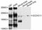 Acyl-CoA Binding Domain Containing 5 antibody, PA5-76530, Invitrogen Antibodies, Western Blot image 