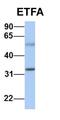 Electron transfer flavoprotein subunit alpha, mitochondrial antibody, orb330740, Biorbyt, Western Blot image 