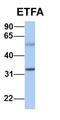 Electron Transfer Flavoprotein Subunit Alpha antibody, orb330740, Biorbyt, Western Blot image 