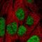 Integrator Complex Subunit 8 antibody, PA5-63429, Invitrogen Antibodies, Immunofluorescence image 