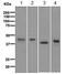 Paraoxonase 1 antibody, ab126597, Abcam, Western Blot image 