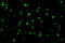 Regulatory Associated Protein Of MTOR Complex 1 antibody, 3491, ProSci, Immunofluorescence image 