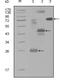 Mitogen-Activated Protein Kinase Kinase Kinase Kinase 4 antibody, MA5-15423, Invitrogen Antibodies, Western Blot image 