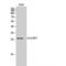 CDC42 Effector Protein 3 antibody, LS-C382600, Lifespan Biosciences, Western Blot image 