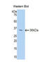 Trefoil Factor 3 antibody, LS-C300310, Lifespan Biosciences, Western Blot image 