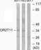 Olfactory Receptor Family 2 Subfamily T Member 11 (Gene/Pseudogene) antibody, abx015367, Abbexa, Western Blot image 