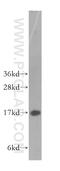 Non-histone chromosomal protein HMG-14 antibody, 11695-1-AP, Proteintech Group, Western Blot image 