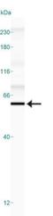 Sterol Regulatory Element Binding Transcription Factor 1 antibody, NB100-2215, Novus Biologicals, Western Blot image 