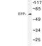 Tripartite Motif Containing 25 antibody, AP06732PU-N, Origene, Western Blot image 