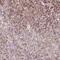 SCO Cytochrome C Oxidase Assembly Protein 2 antibody, NBP2-47287, Novus Biologicals, Immunohistochemistry paraffin image 